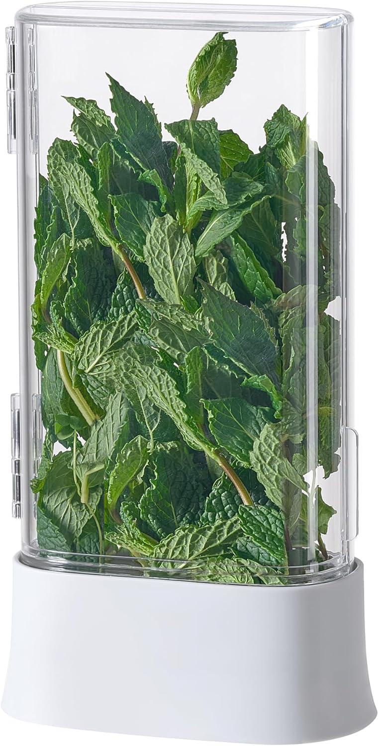 Herb Keepers Showdown: Cilantro vs. Asparagus in Fridge