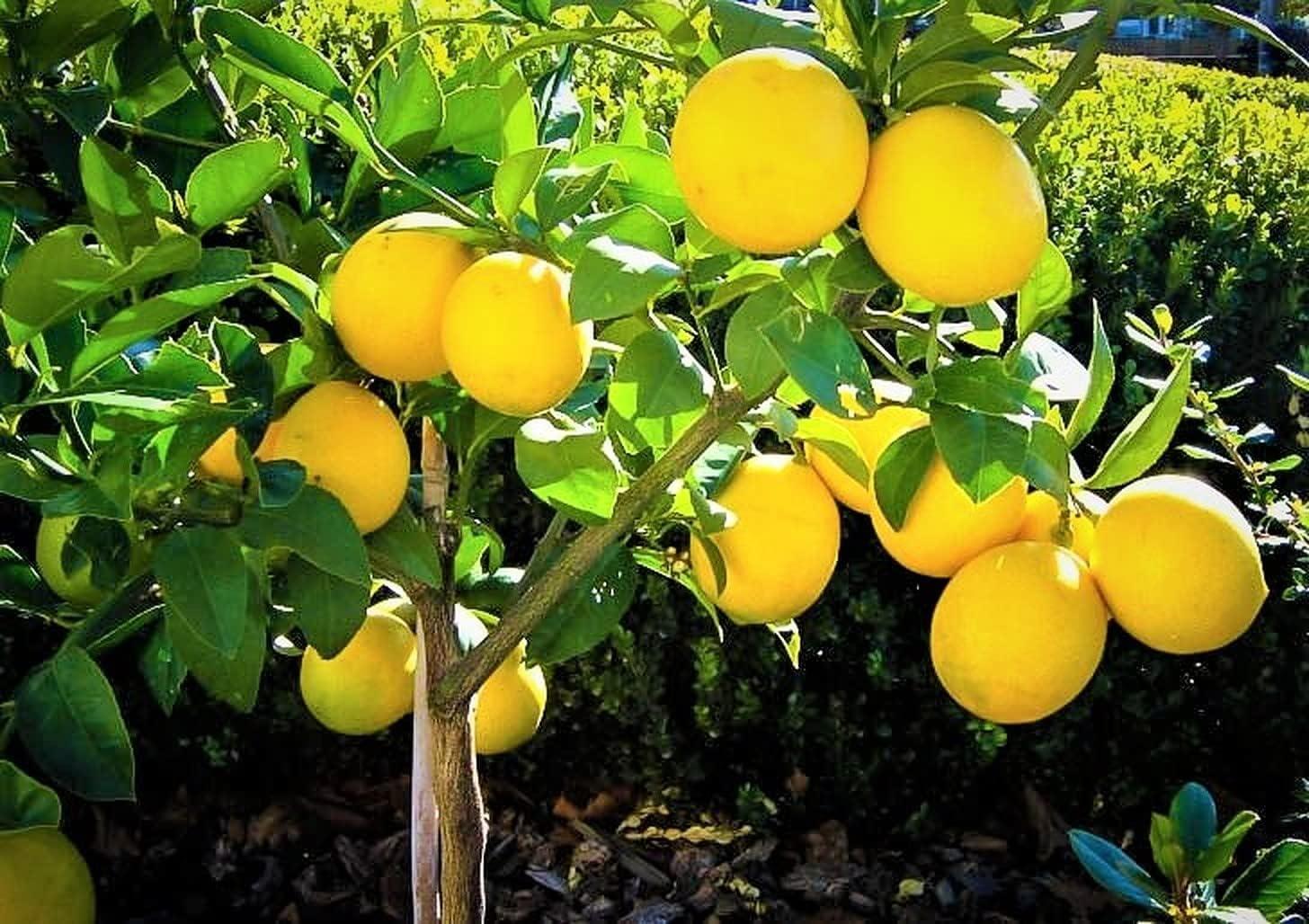 Sweet Meyer Lemons Showdown: Live Plants vs. Seeds for Gardens