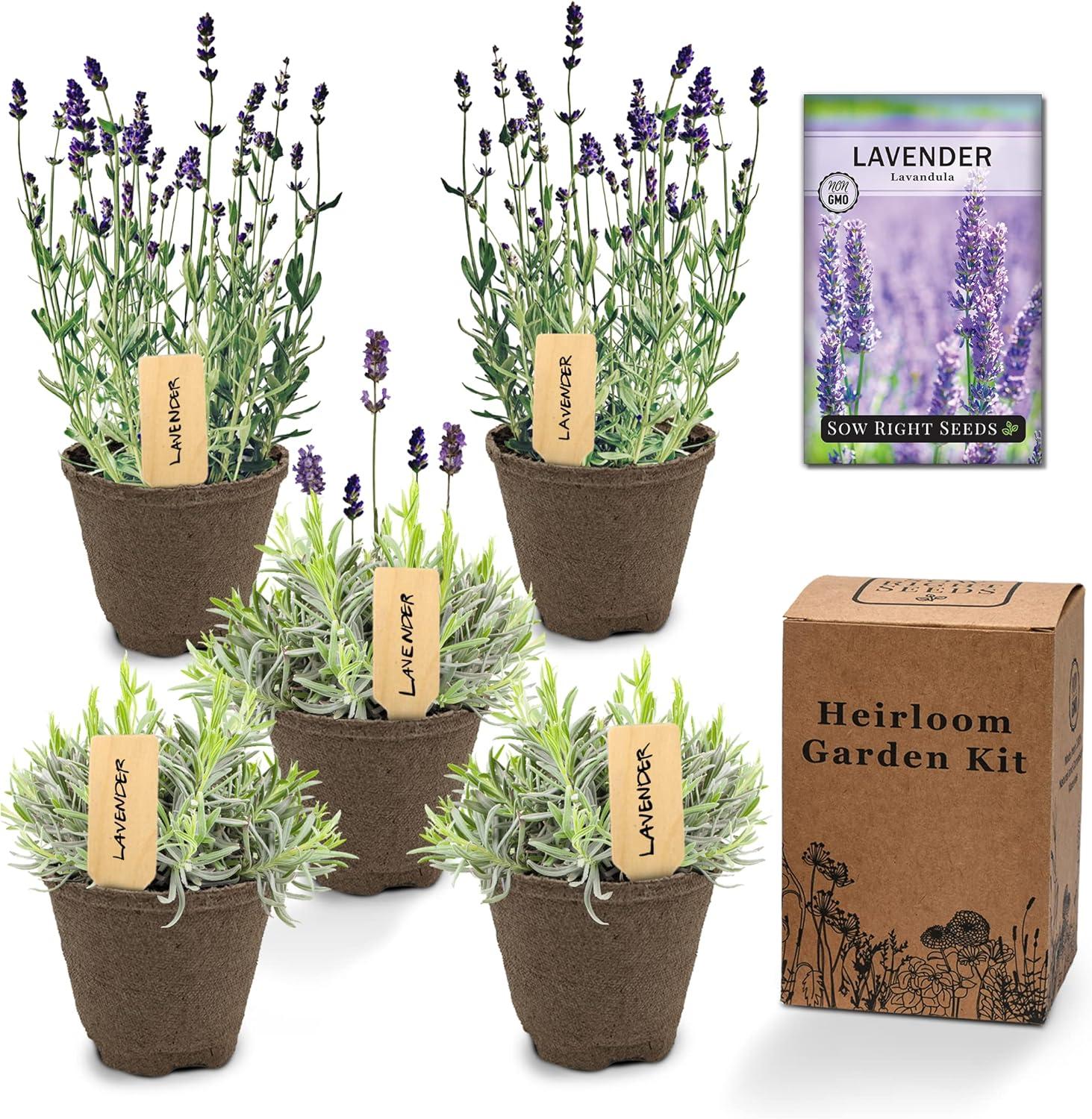 Surprising Lavender Grow Kit Showdown: Indoor vs. Outdoor
