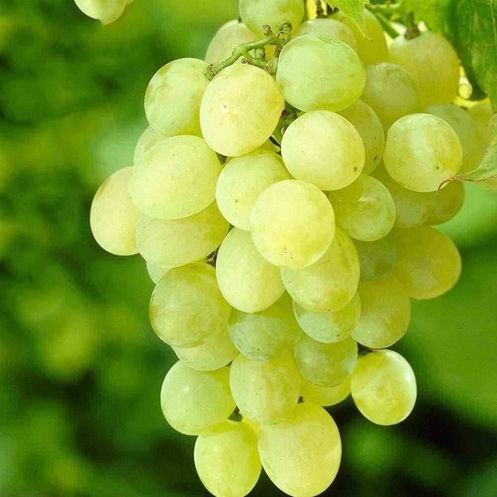 Surprising Showdown: Himrod Grape Bare Root vs. Others