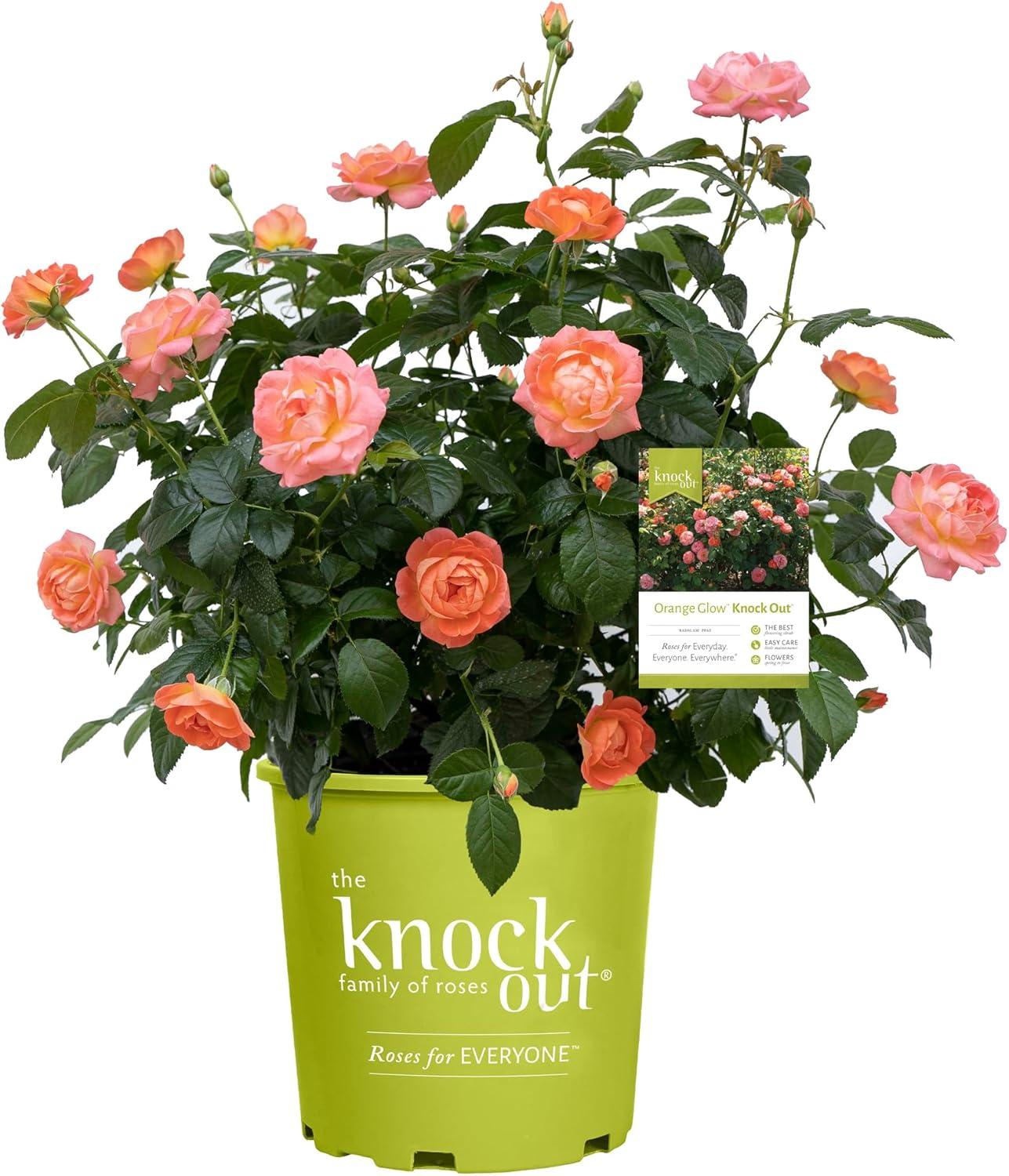 Stunning Orange Blooms: Knock Out Roses for Fall Gardens