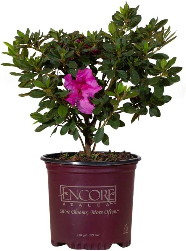 Rhododendron Showdown: Lavender, Yaku, or Autumn Azalea?