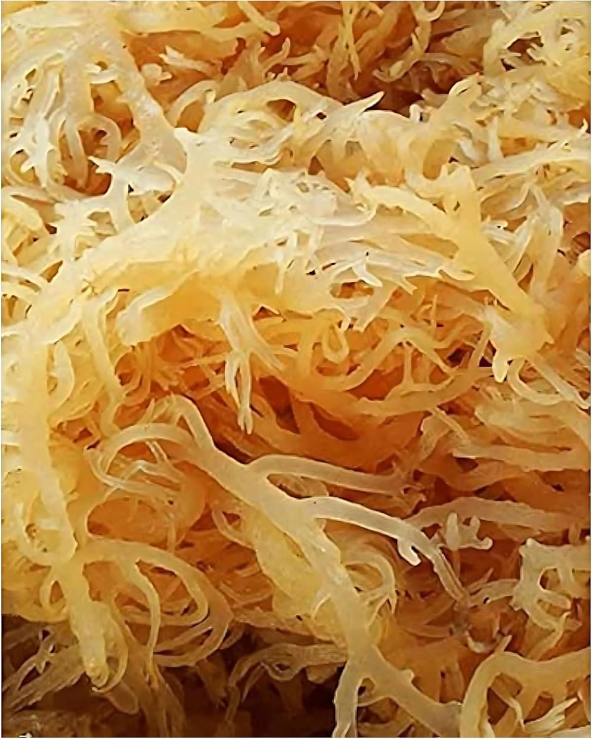 Sea Moss Showdown: Wildcrafted Irish Tested for Health!
