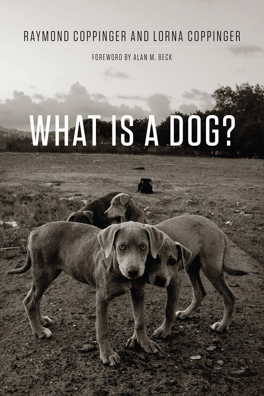Dog Features Compared: What’s Tested & Trending, Is It Seasonal?