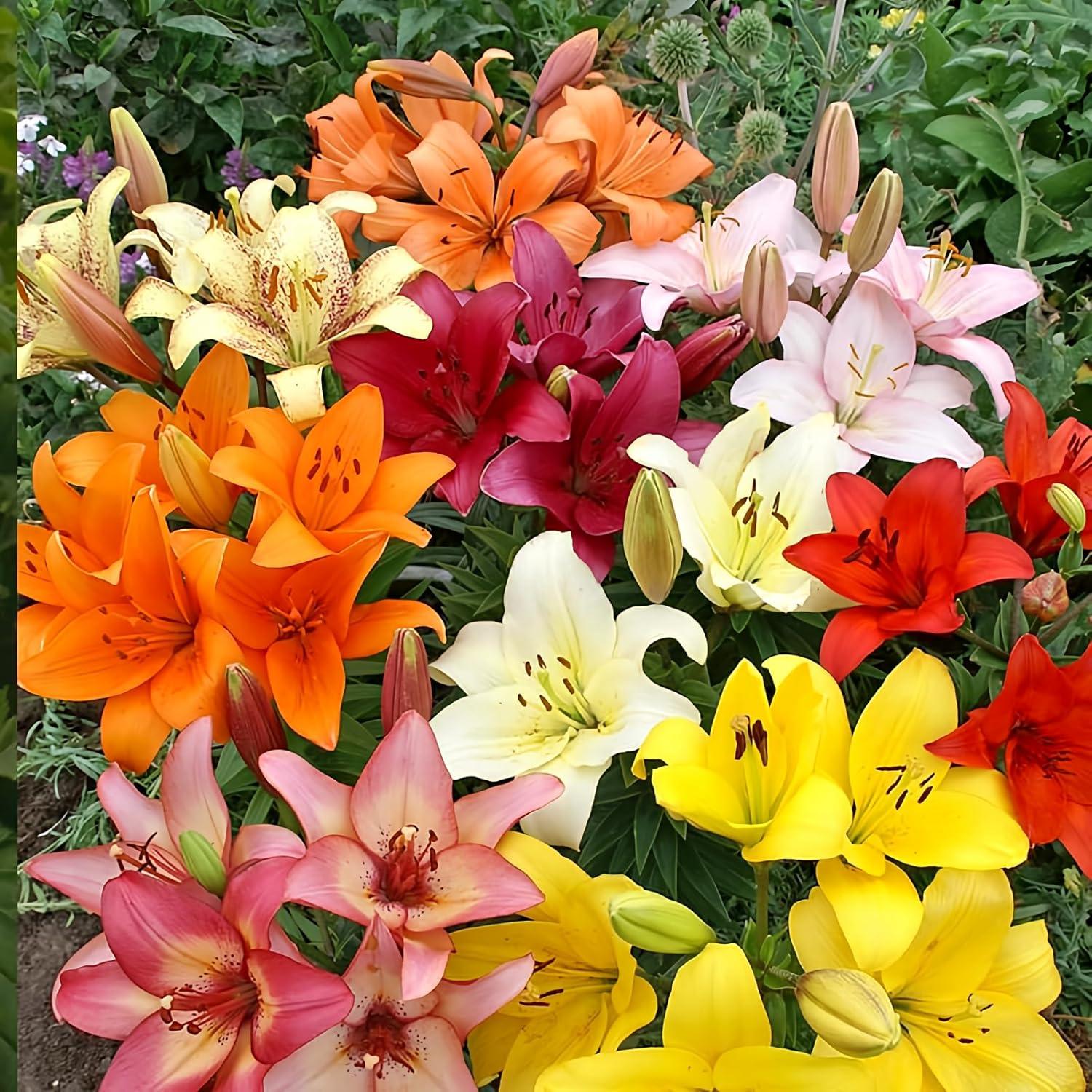 Blooming Bold: Tested Dahlias Versus Peonies - A Seasonal Showdown