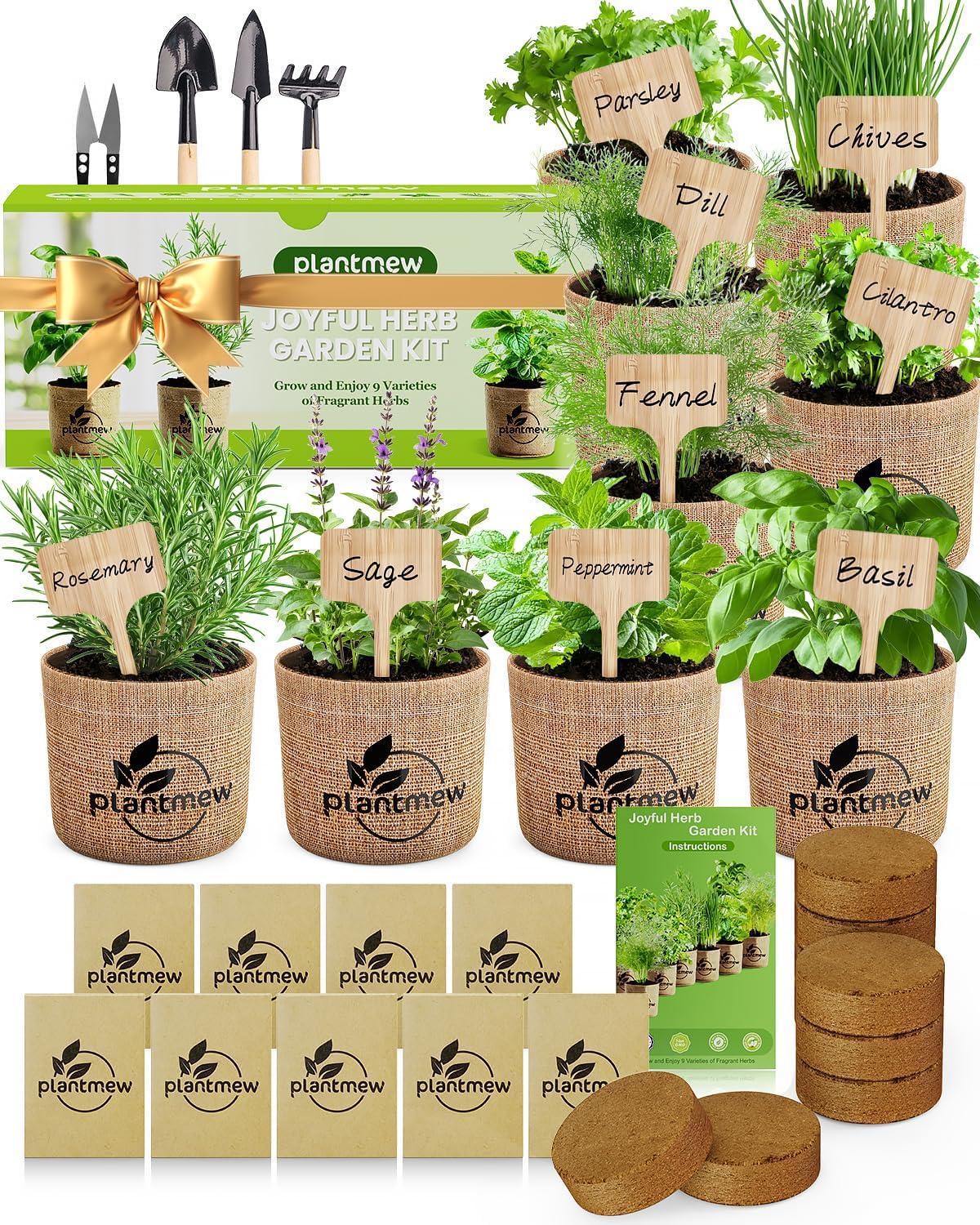 Growing Surprising Herbs At Home: Kit Versus Seeds Comparison