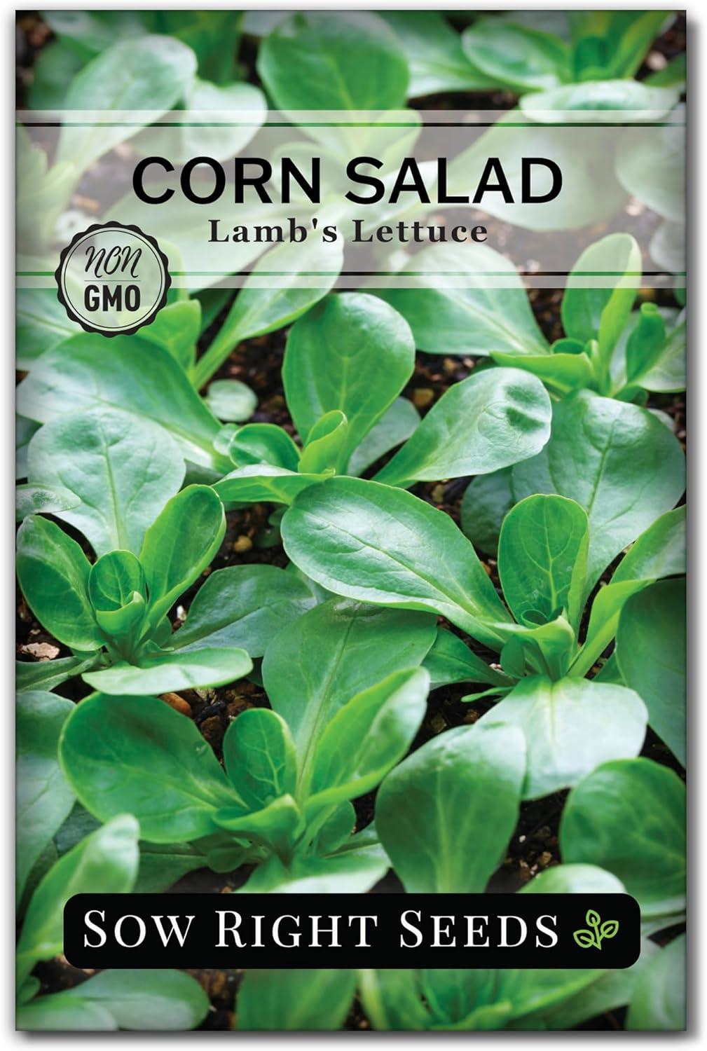 Comparing Plant-Based Salad Wins: Surprising Variety On Tap