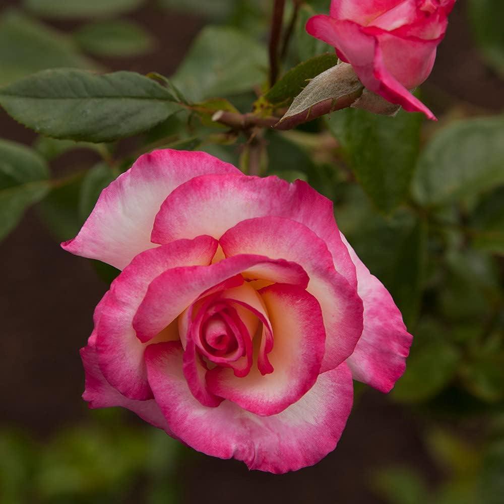 Heirloom Roses: Compared for Best Outdoor Beauty Wins