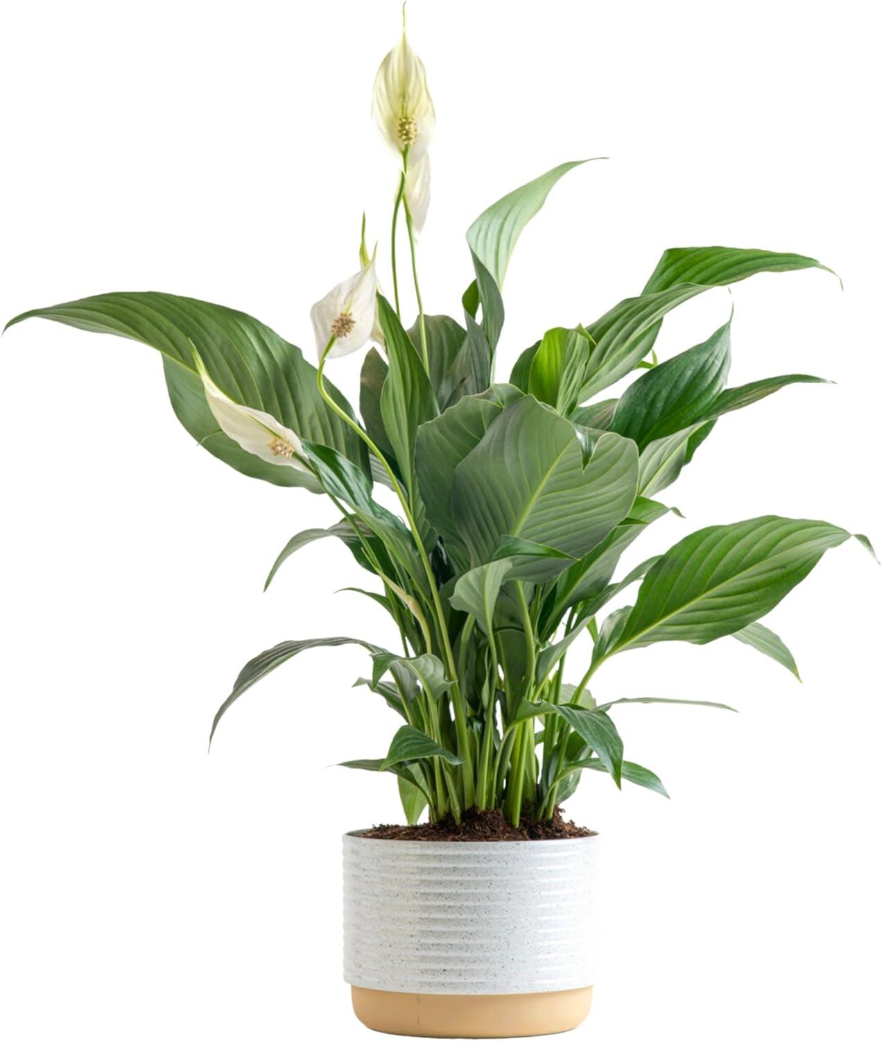Peace Lily Showdown: Easy Live Gift Versus Stunning Decor… Surprising Insight!