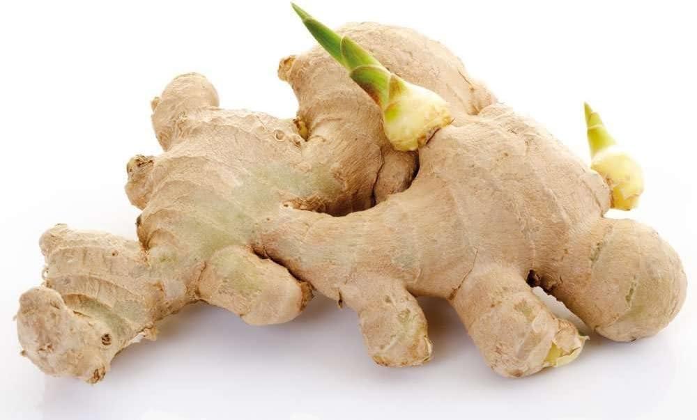 Heirloom Ginger Showdown: Sprouted, Tested, Perfect for Greenhouse Growers… Worth It?