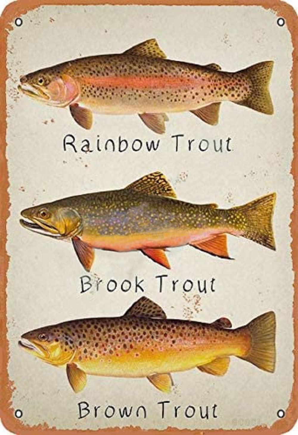 Rainbow Trout Tin Sign: Surprising Brook Trout Versus Brown Trout Home Decor… (πίνακας) Comparison anal