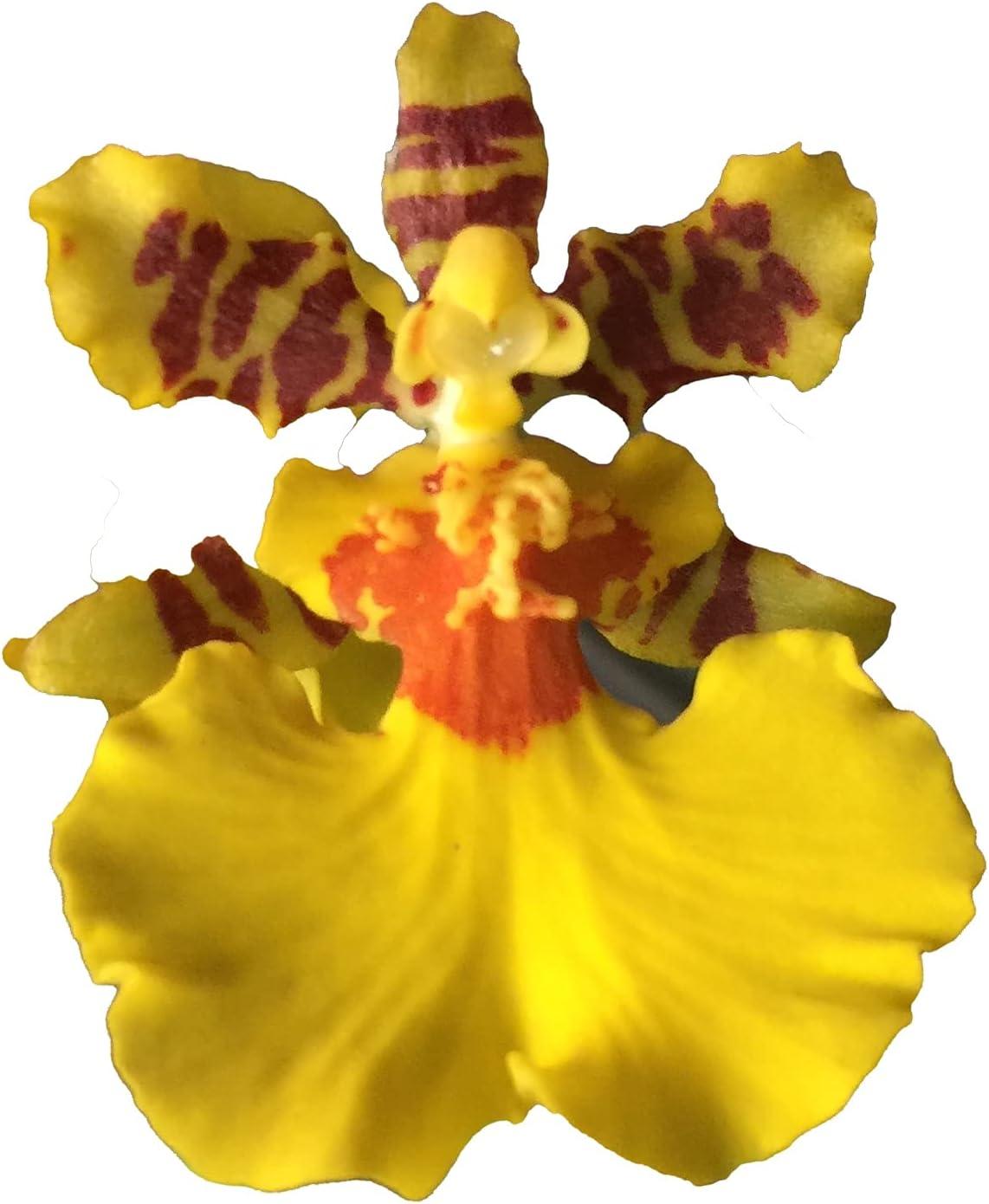 Comparative Insight: Dancing Lady Easy, Surprising Spikes… Not Yet Blooming!