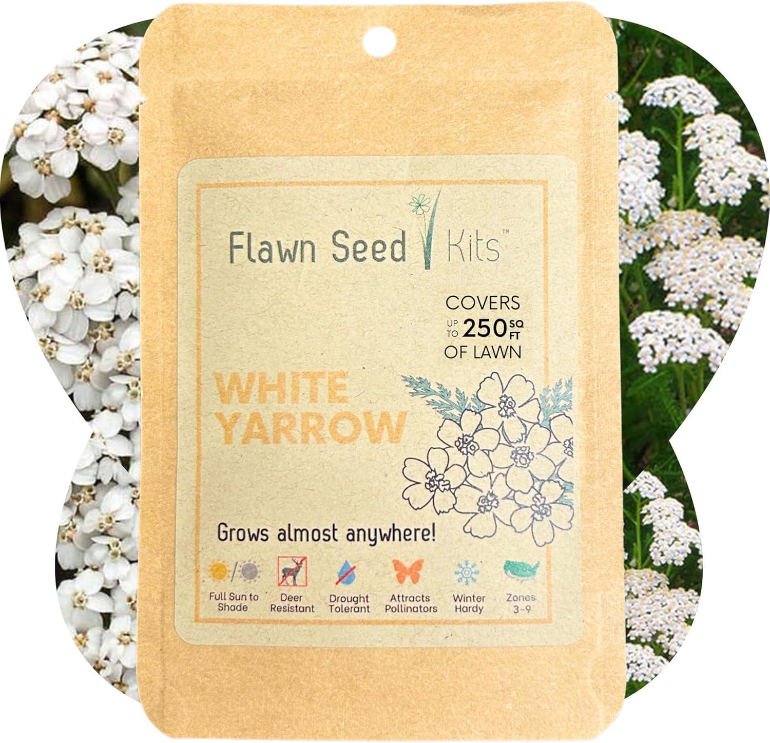 Flawn Yarrow: Surprising Lawn Alternative Covers 250SqFt... Test-Ed!